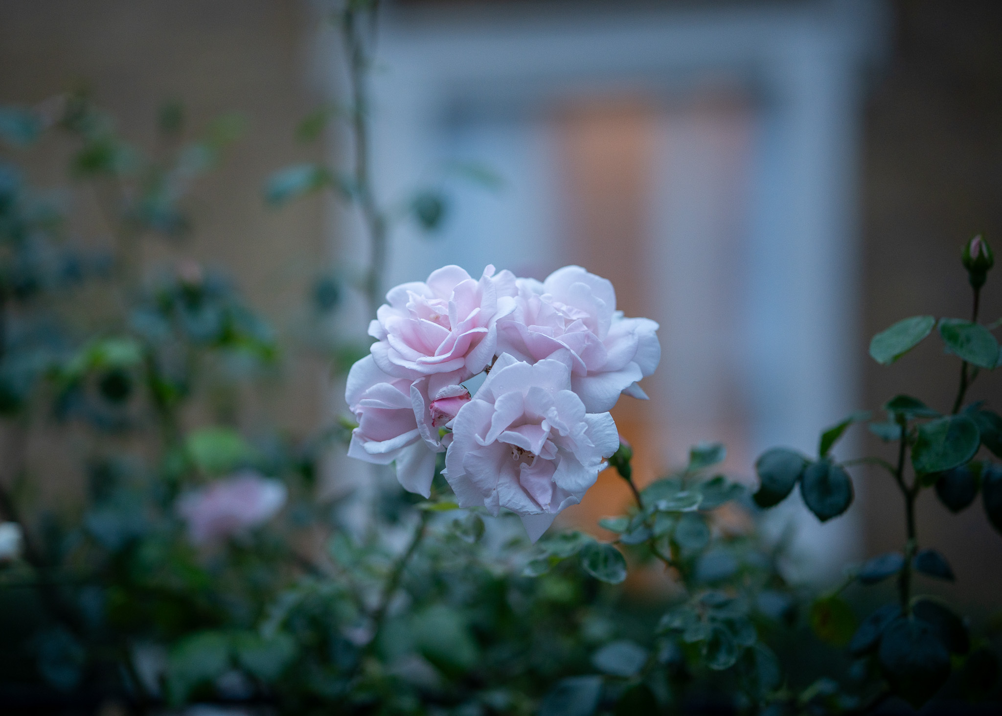 New Songs for the Radio. - Midsummer Edition.