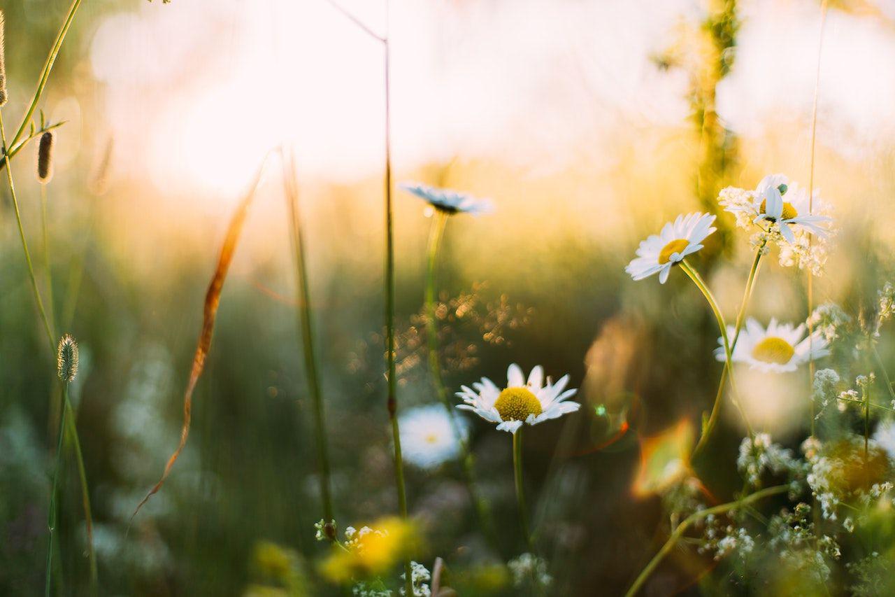 Spring Song
