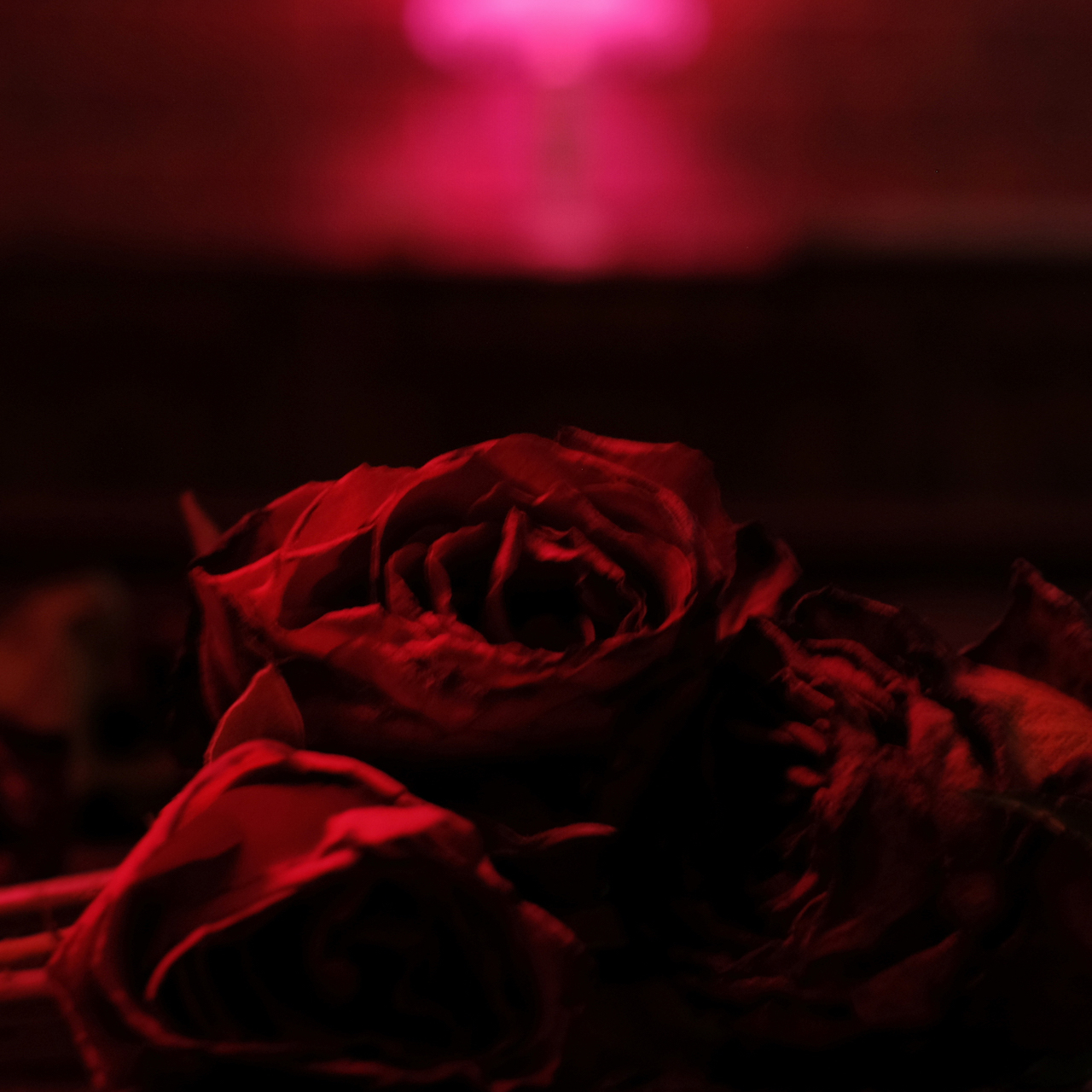 image for Preview the Newest Release from The Paper Kites: Roses (Album Review)